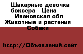 Шикарные девочки боксера › Цена ­ 1 - Ивановская обл. Животные и растения » Собаки   